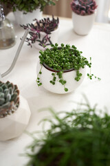 Potted Senecio Rowley house plant in white ceramic pot and other succulent plants on a table indoors