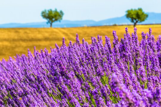Champs de bl&eacute; et de lavande, Provence, France 