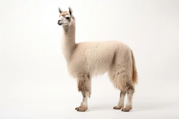 Abwaschbare Fototapete Lama Lama in full growth stands on a white background
