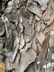 Close up view of tree trunk surface with multicolor bark pattern 