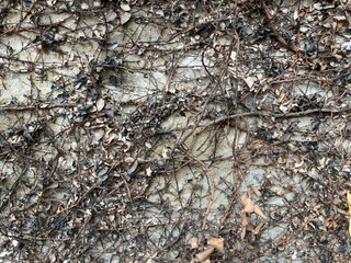 Background of burned leaves and stems vine in front of grey concrete wall