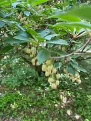Obraz premium Enkianthus campanulatus 