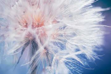 Big white dandelion in a forest at sunset. Macro image. Abstract summer nature background