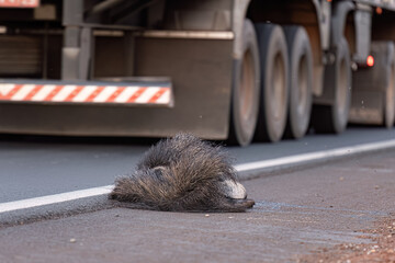 Giant anteater run over