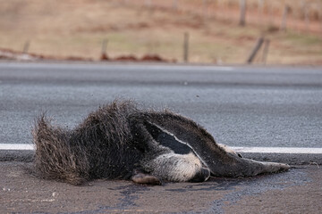 Giant anteater run over