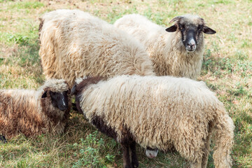 sheep and lambs