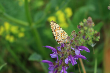 Orange and white butterfly on a purple sage flower.  Melitaea diamina on Salvia pratensis