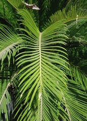 a photography of a palm tree with a green leaf in the foreground, horizontal bar of a palm leaf...