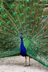 Naklejka premium peacock 