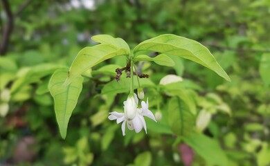 a photography of a white flower hanging from a green leafy tree, flowerpots of a plant with white...
