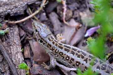 Obraz premium lizard on a rock