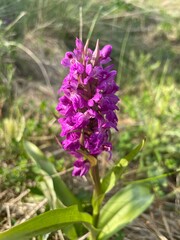 flowers in the garden