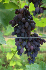 Purple ripe seedless Crimson grapes on branches in the vineyard on late summer