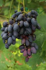 Purple ripe seedless Crimson grapes on branches in the vineyard on late summer