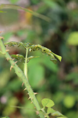 Arge pagana is a sawfly in the family Argidae. Many Arge pagana or  larvae eating rose leaves on summer. Hymenoptera family