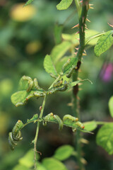 Arge pagana is a sawfly in the family Argidae. Many Arge pagana or  larvae eating rose leaves on summer. Hymenoptera family