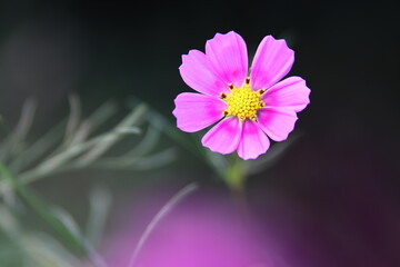 美しく輝くピンクのコスモスの花