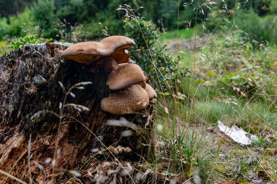 pleurotus ostreatus mushroom growing on a dead tree trunk.