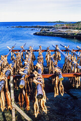 Stockfish hanging to dry by the sea in Lofoten island in Norway