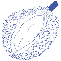 Durian hand drawn