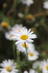 flower of a camomile