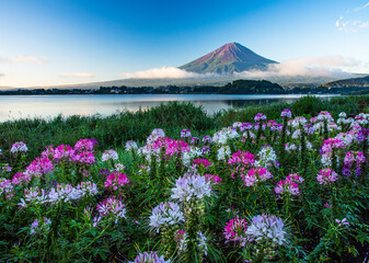 大石公園から富士山とクレオメ