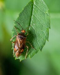 Mirid bug on a green leaf