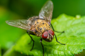 Common cluster fly