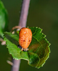 Ladybug pupa