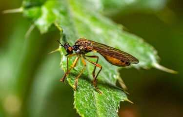 Fototapeta premium Robber fly