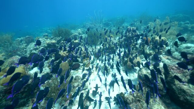 School of Blue Tang Surgeonfish in the Caribbean Sea