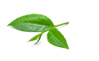 leaves Fresh green tea with drops of water isolated on white background.