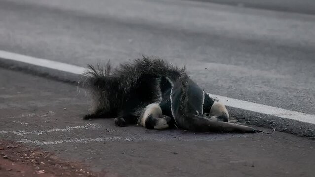 Giant anteater run over