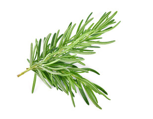 Top view. Rosemary isolated on white background