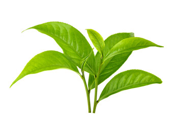 green tea leaf isolated on white