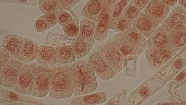 Mitosis cell in the Root tip of Onion under a microscope.