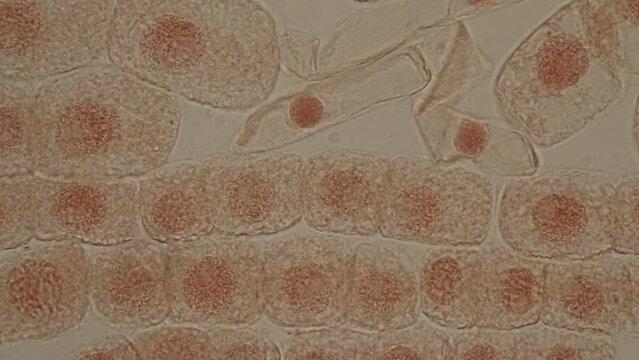 Mitosis cell in the Root tip of Onion under a microscope.