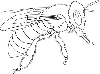 Black and white cartoon illustration of yellowjacket or wasp insect animal character coloring book page