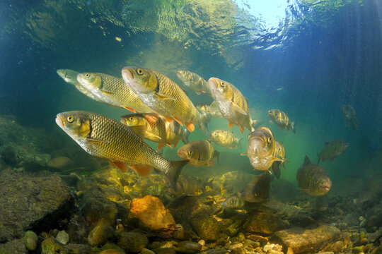 Osteichthyes (orfe, grayling) commonly referred to as the bony fish, is a diverse superclass of vertebrates that have skeletons primarily composed of bone tissue.
