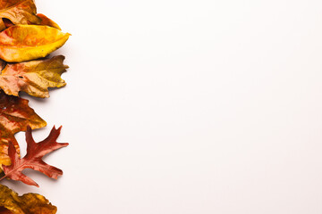 Autumn leaves with copy space on white background