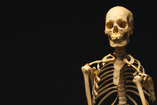 Plastic skeleton with copy space on black background