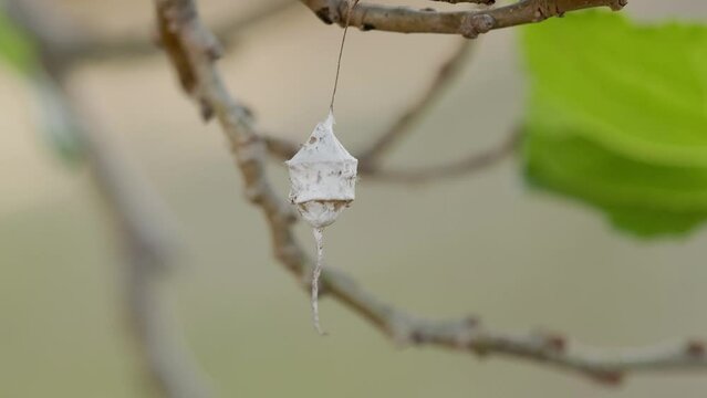 Longspinneret Spider Egg Case