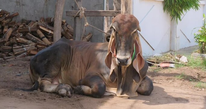 close up of a brown male zebu lying tied up with rope in a farm. A breeding male zebu is a bull that is used to mate with cows in order to produce calves