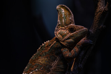 Chameleon close up. Multicolor Beautiful Chameleon closeup reptile