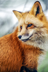 Red foxes have long snouts and red fur across the face, back, sides, and tail. Their throat, chin,...