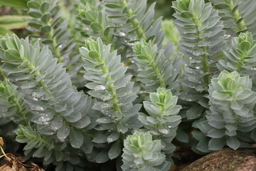 Euphorbia myrsinites Myrtle spurge also known Blue spurge and Broad-leaved glaucous spurge 