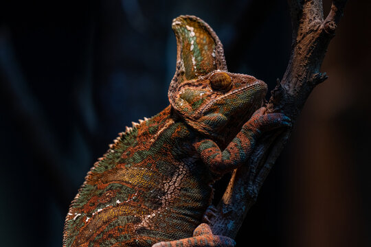 Beautiful colof of chameleon panther on branch, animal closeup