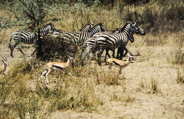 Zebras are easily recognised by their bold black-and-white striping patterns. The coat appears to be white with black stripes, as indicated by the belly and legs when unstriped, but the skin is black.