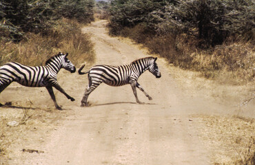 Zebras are easily recognised by their bold black-and-white striping patterns. The coat appears to be white with black stripes, as indicated by the belly and legs when unstriped, but the skin is black.