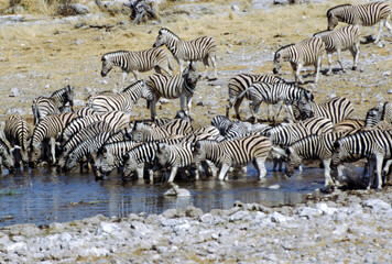 Fototapeta na wymiar Zebras are easily recognised by their bold black-and-white striping patterns. The coat appears to be white with black stripes, as indicated by the belly and legs when unstriped, but the skin is black.